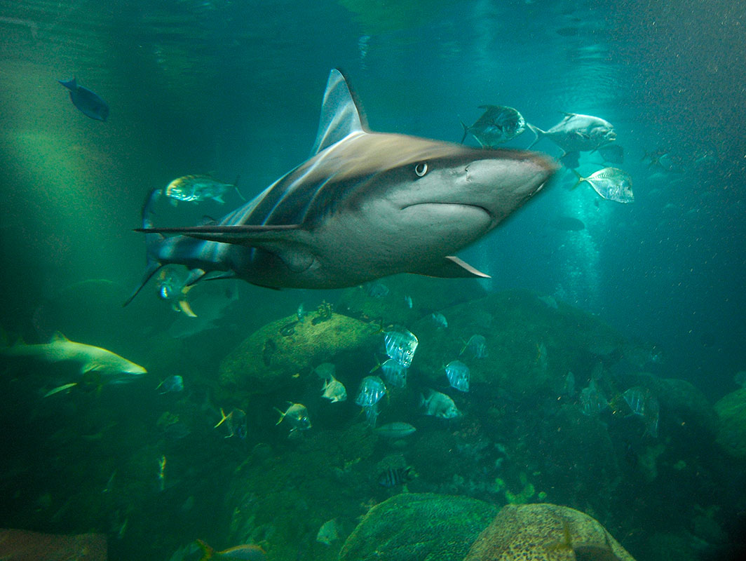 Al Sandberg Aquarium-049-cropped
